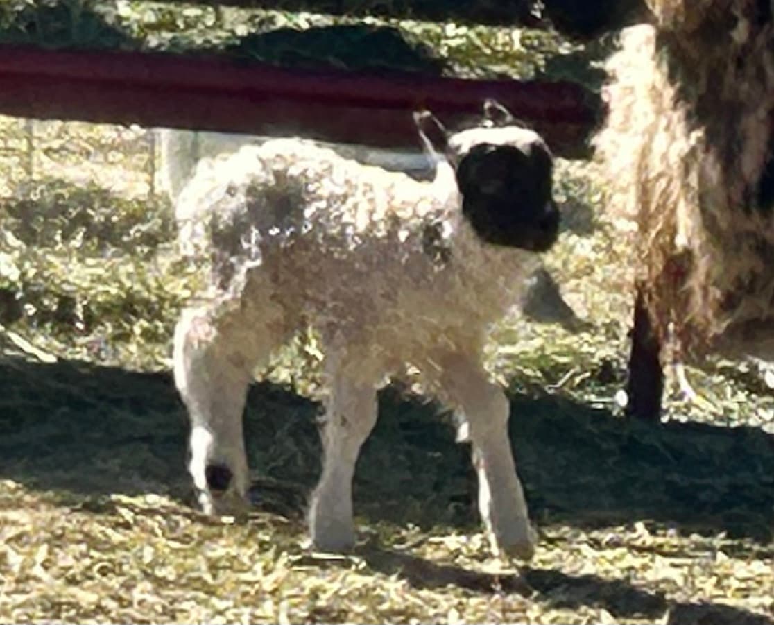 Heart-faced lamb