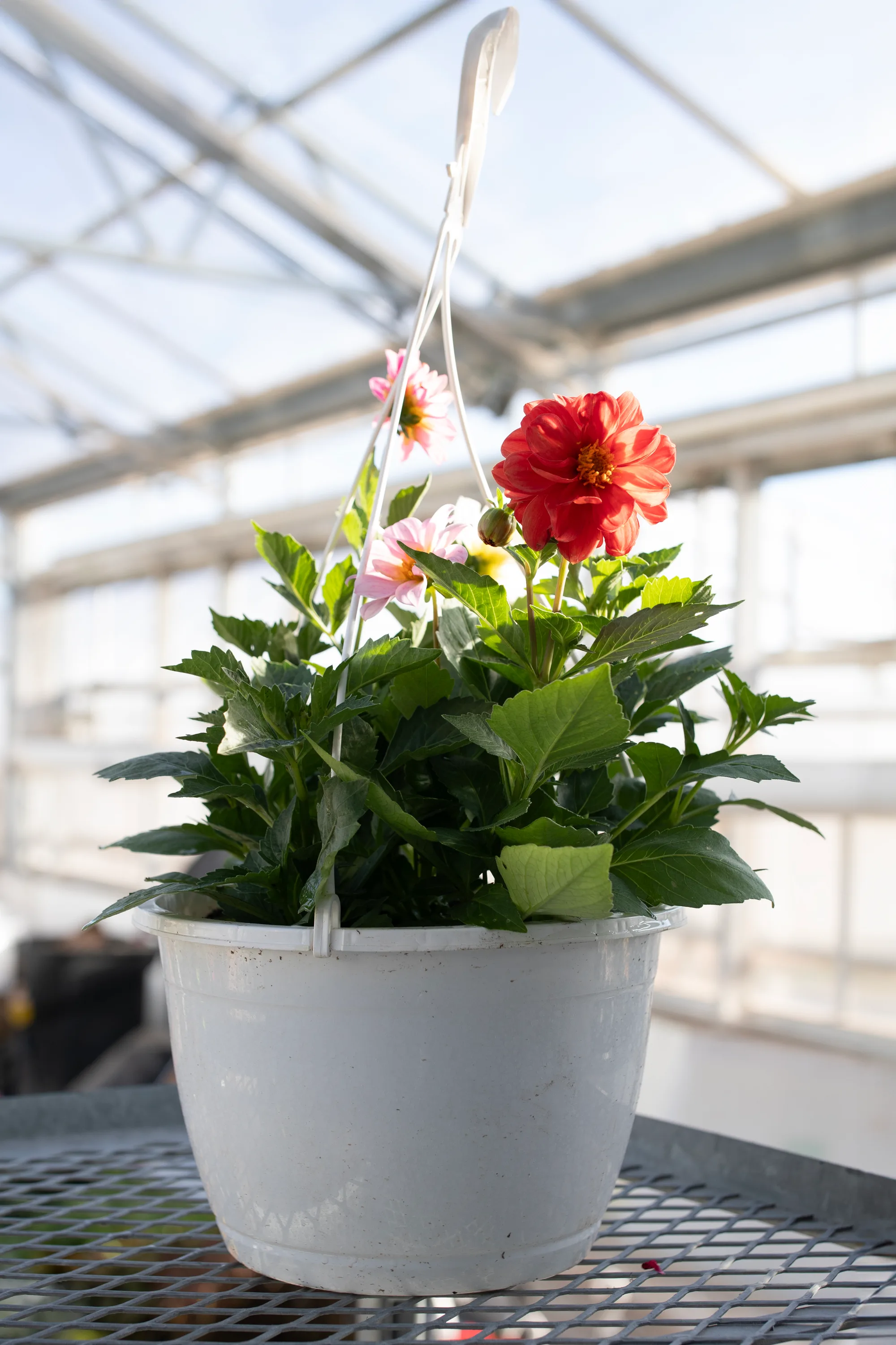 Hanging basket