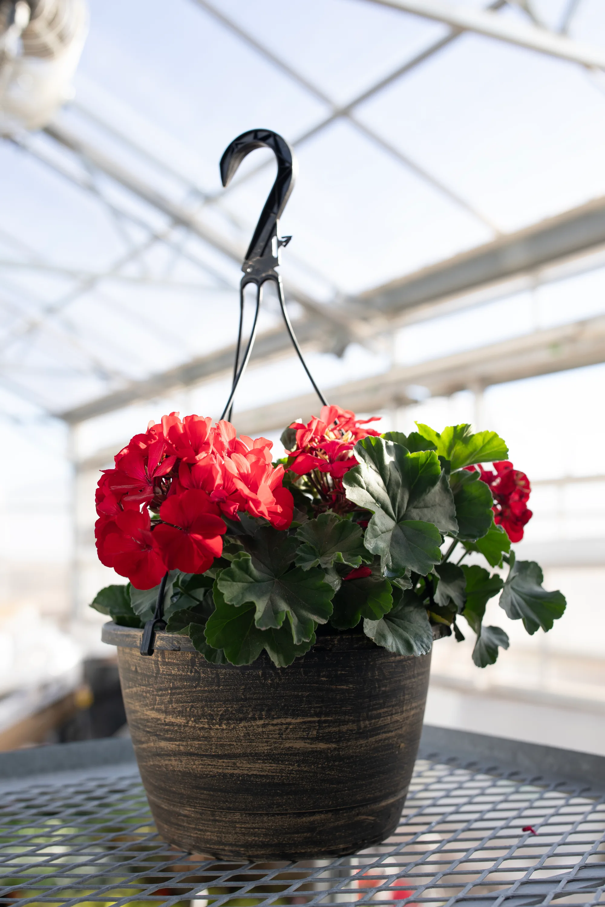 Hanging basket