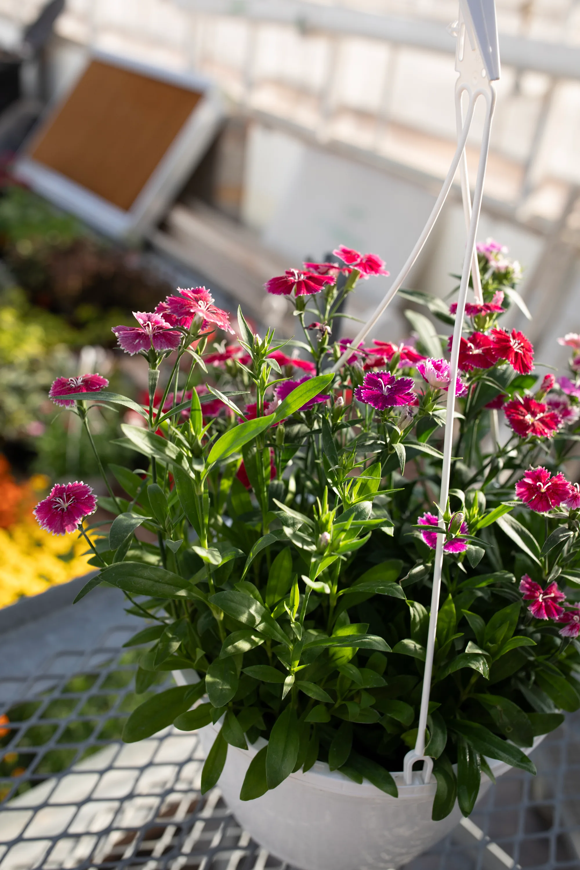 Hanging basket