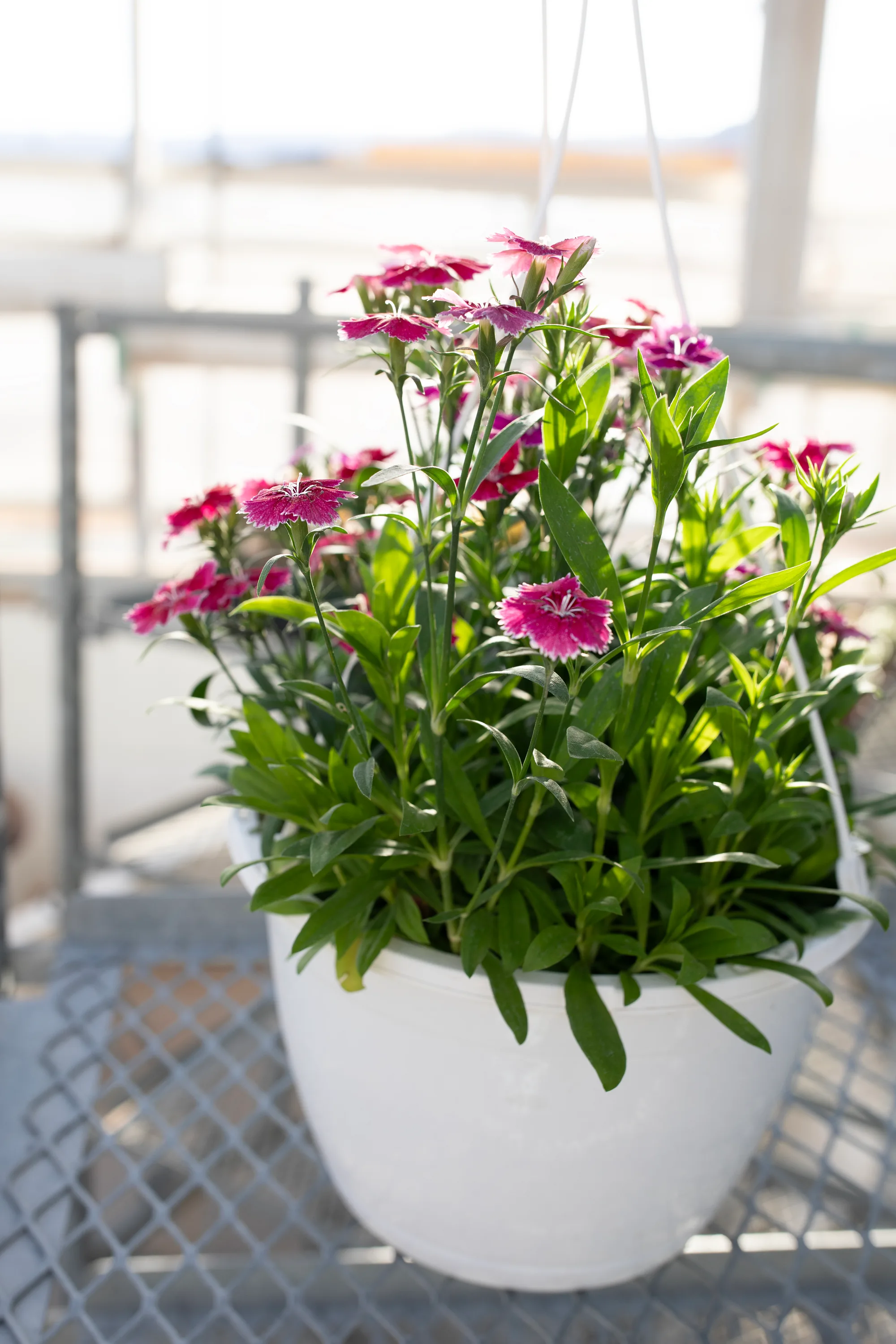 Hanging basket