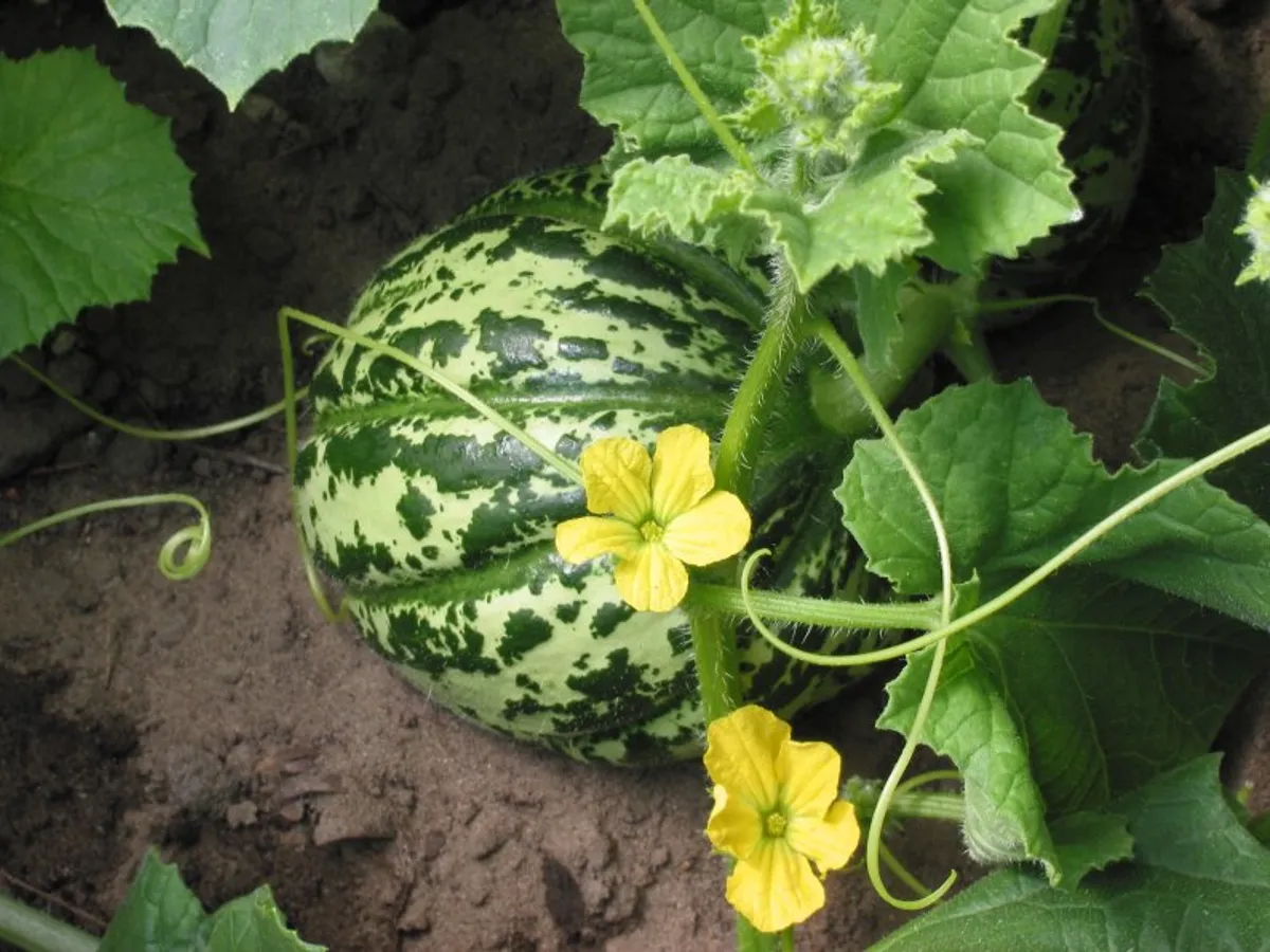 Cantaloupe