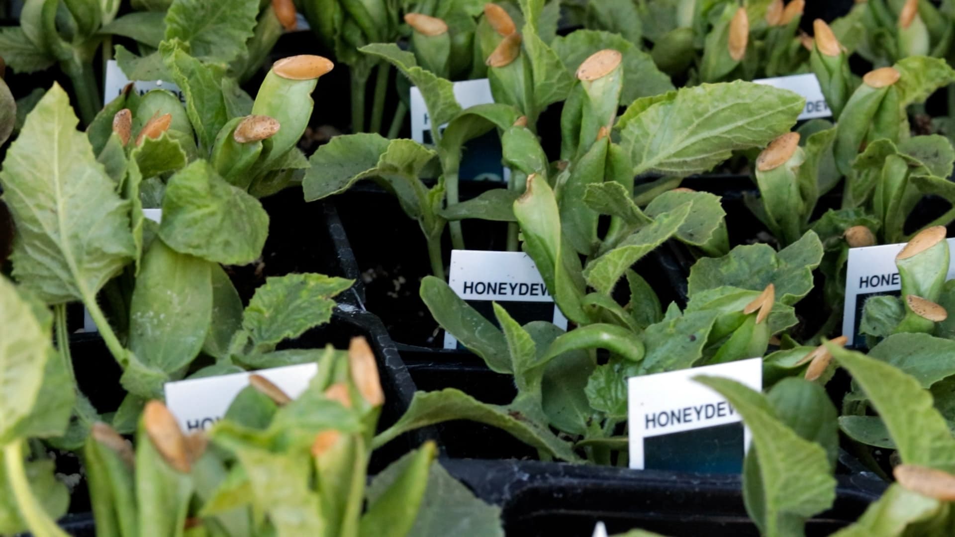 Honeydew melon