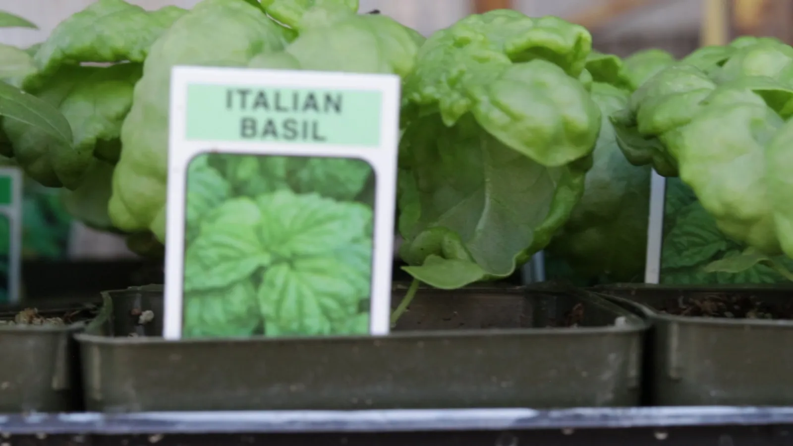 Companion planting that's actually useful