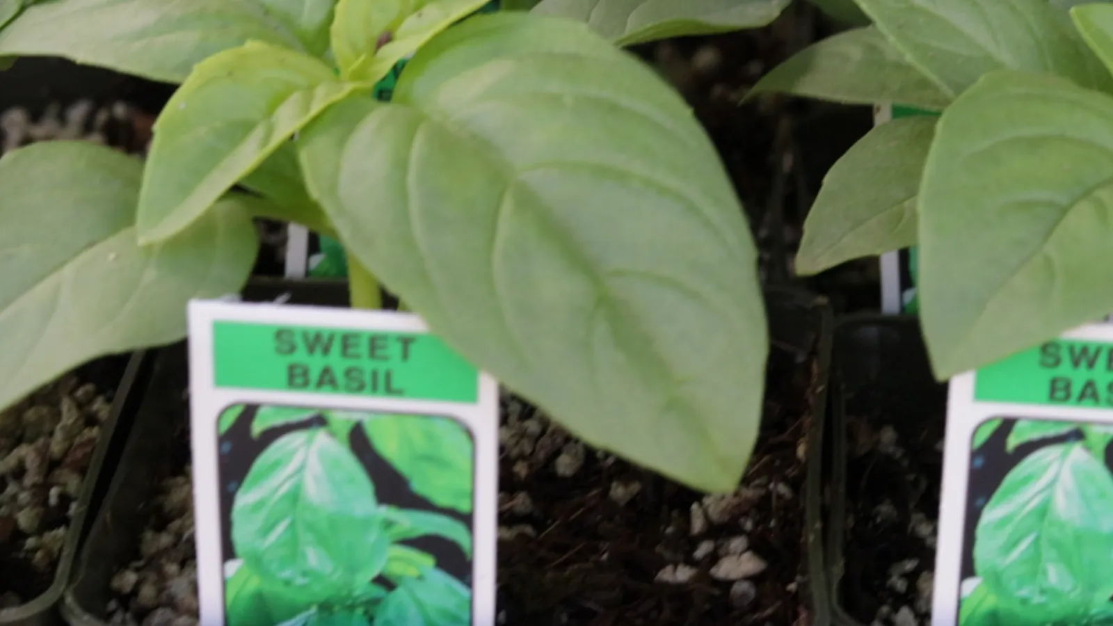 Container gardening when ground is bad