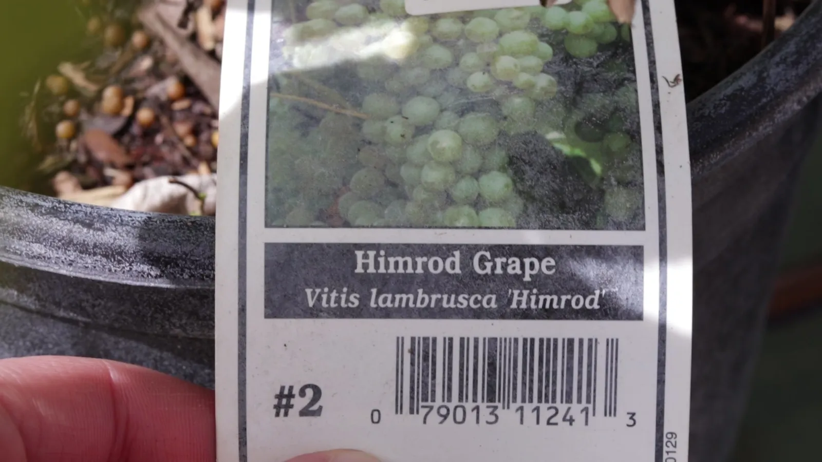 Growing grapes in Utah