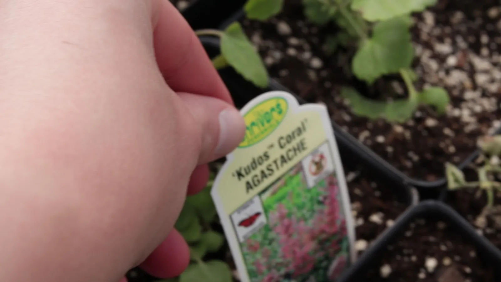 A garden hummingbirds will visit