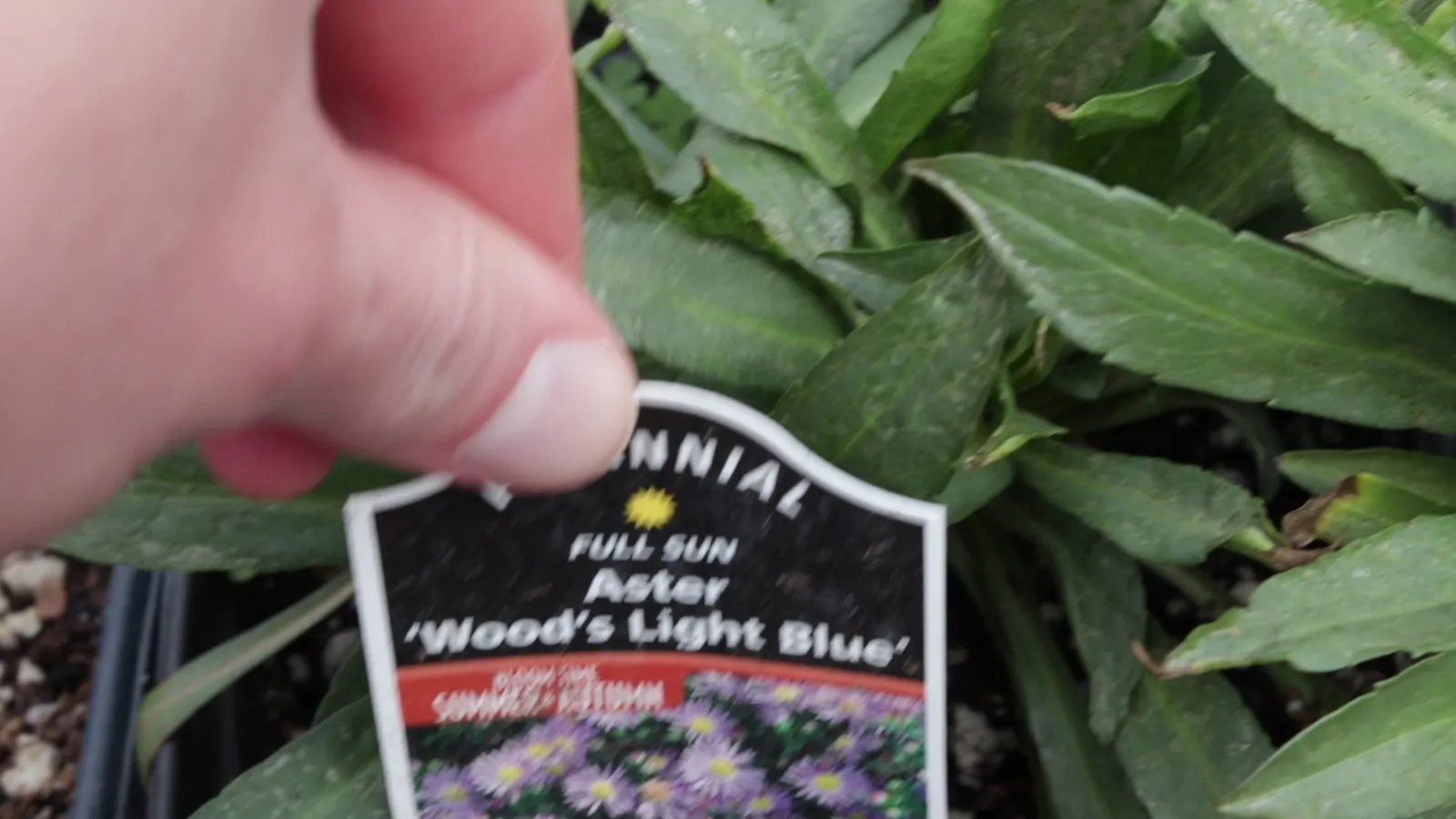 Hardy perennials for Zone 5–6