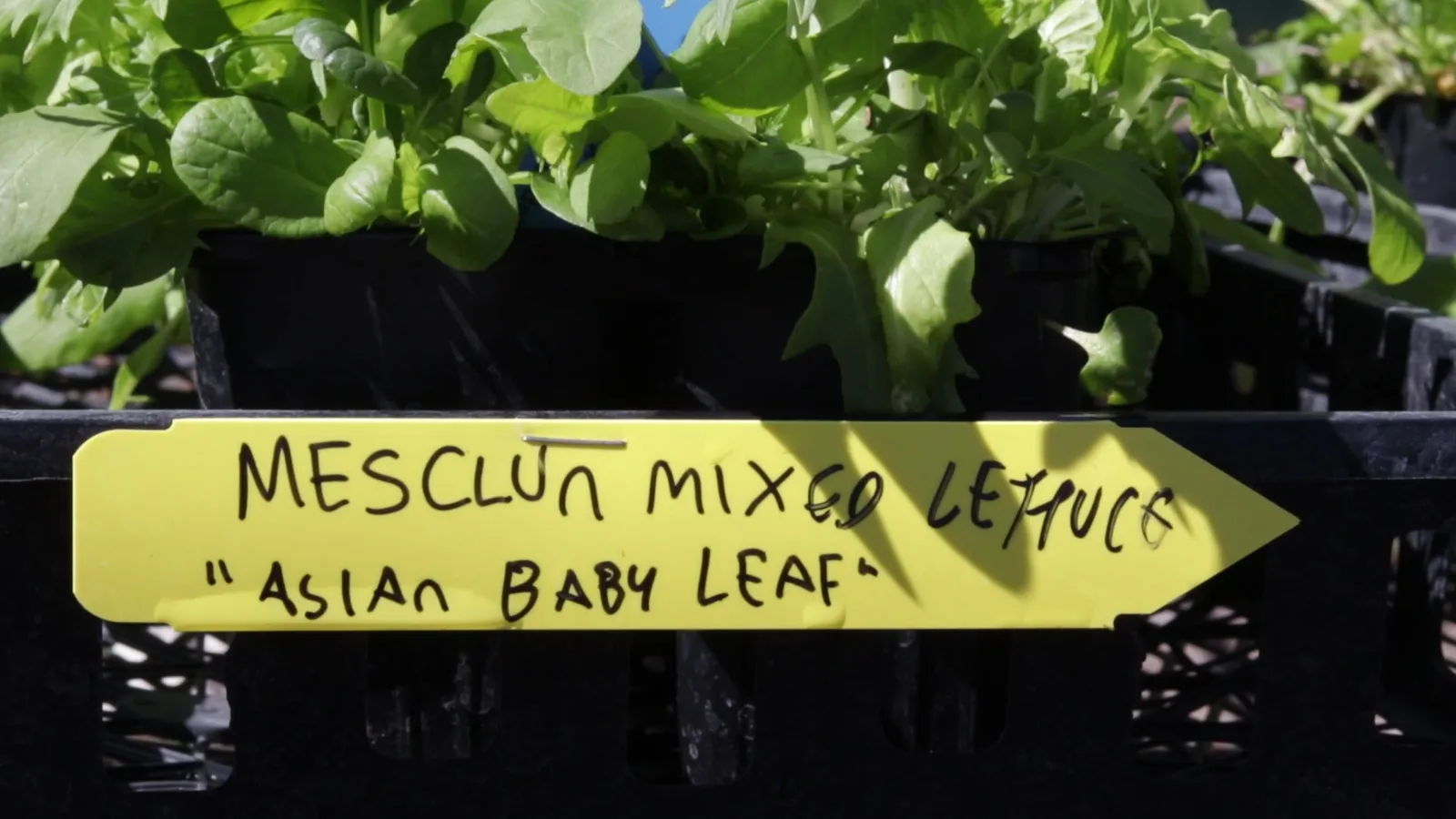 Starting seeds indoors — the setup