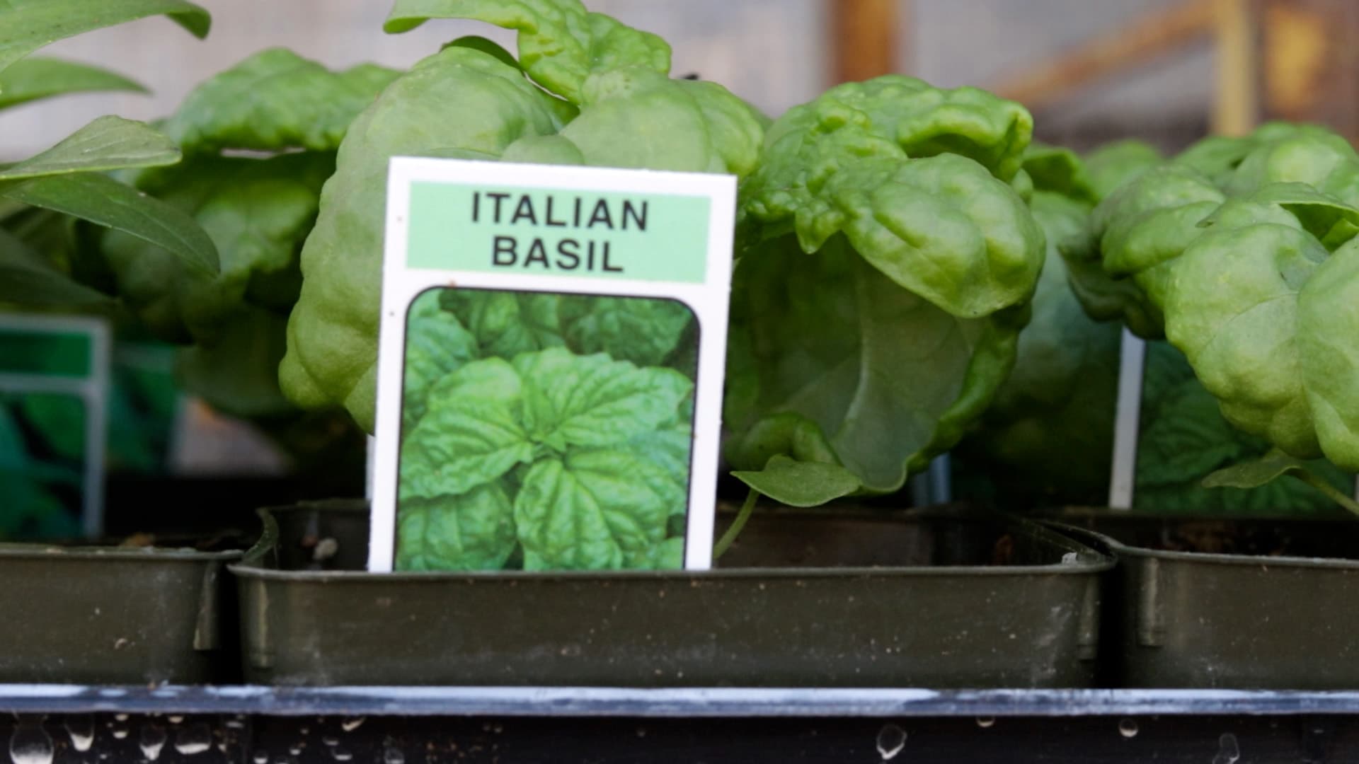 Italian basil