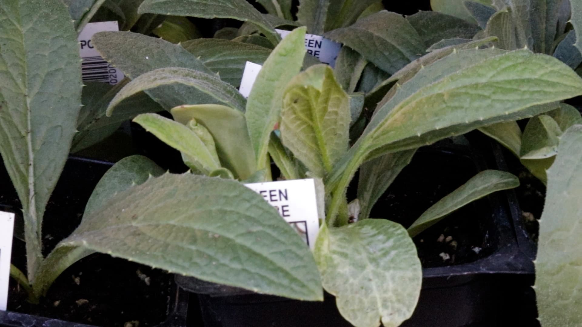 Bok choy