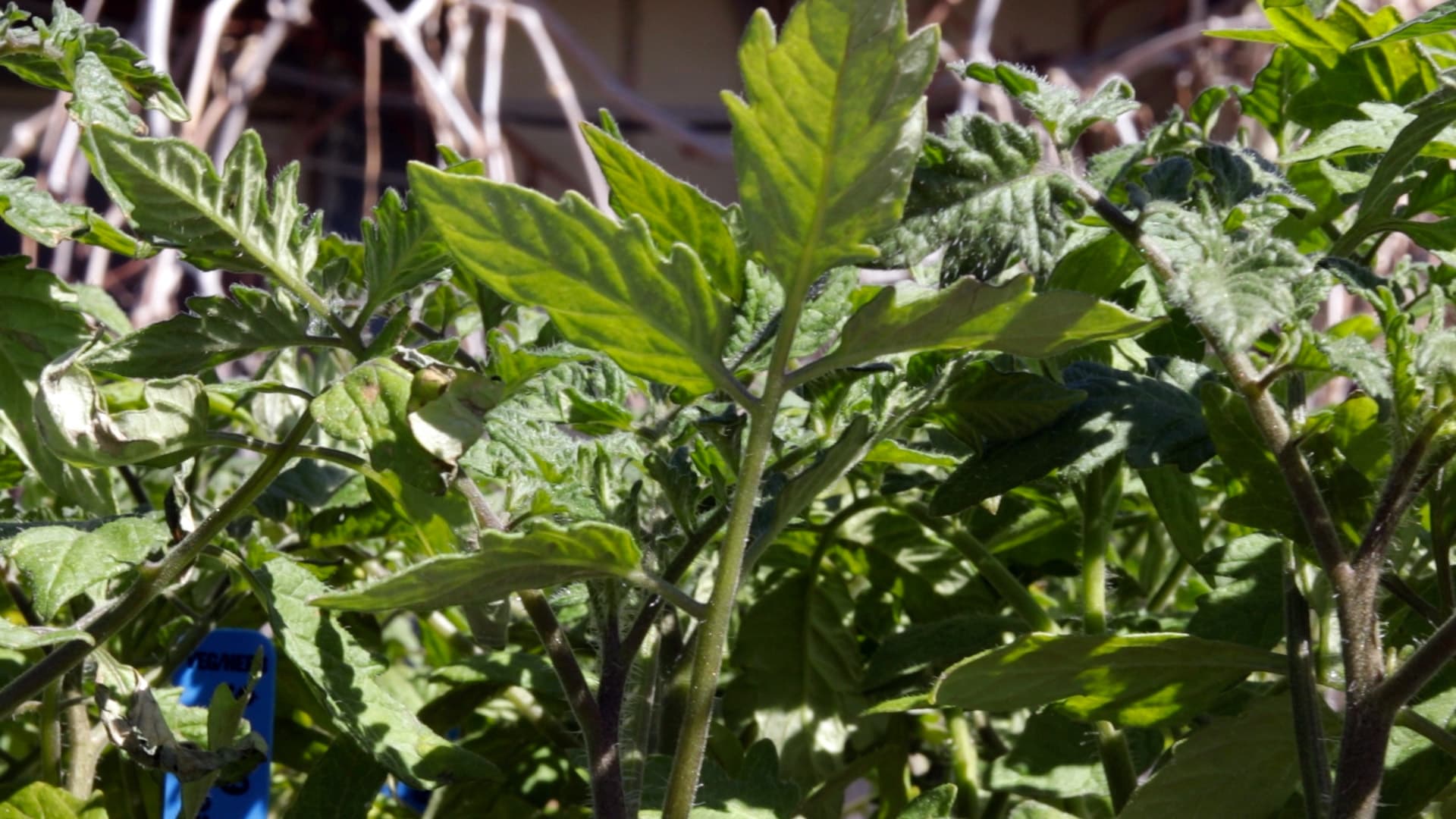 Beefsteak Tomato