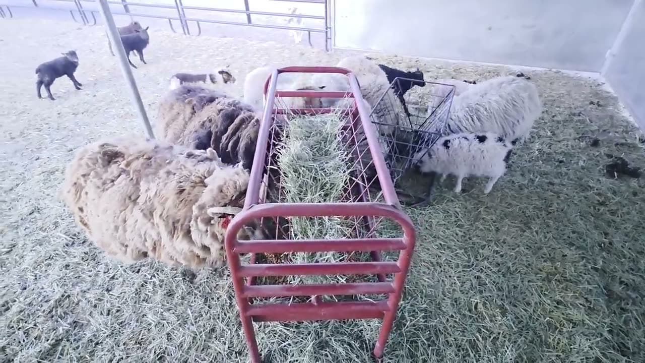 Heart-faced lamb