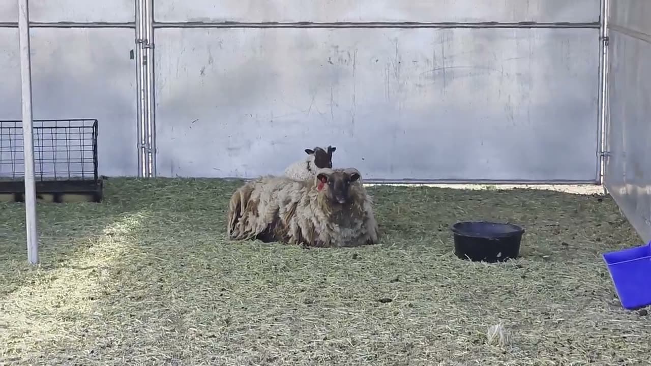 Kids petting lambs in field