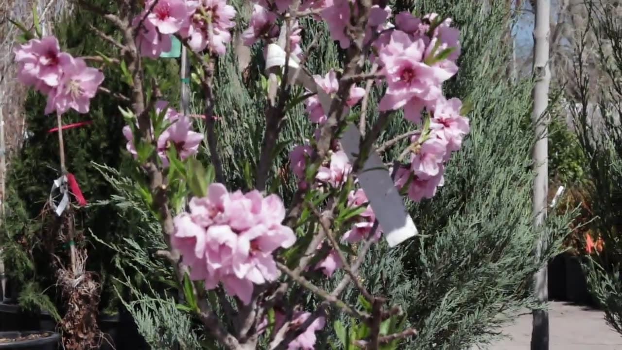 How to Prune Stone Fruit Trees (Peaches, Apricots, Cherries for Utah)