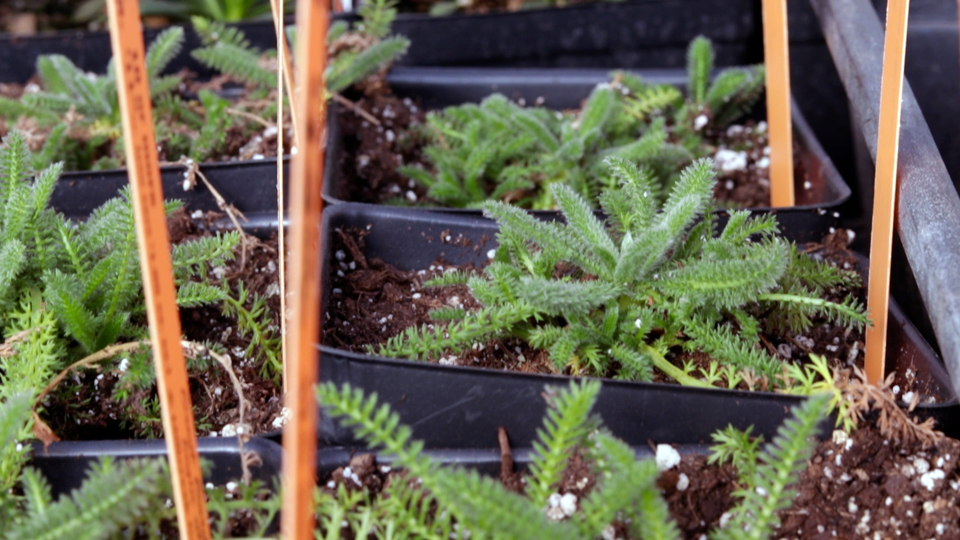 Achillea (Desert Eve)