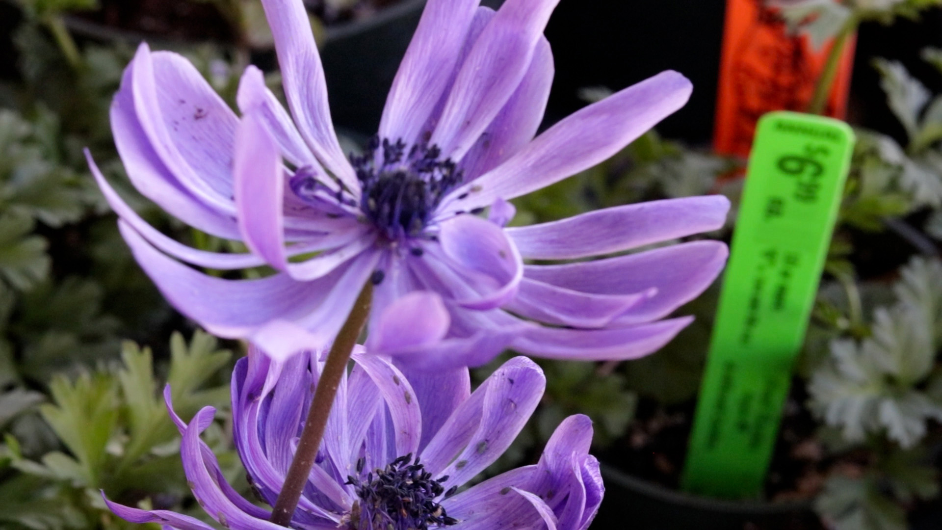 Anemone (Harmony Double Blue)