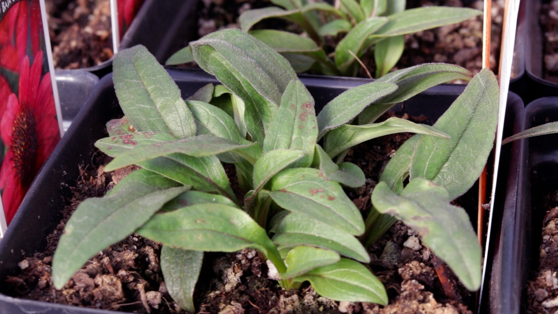 Coneflower (Sombrero Baja Burgundy)