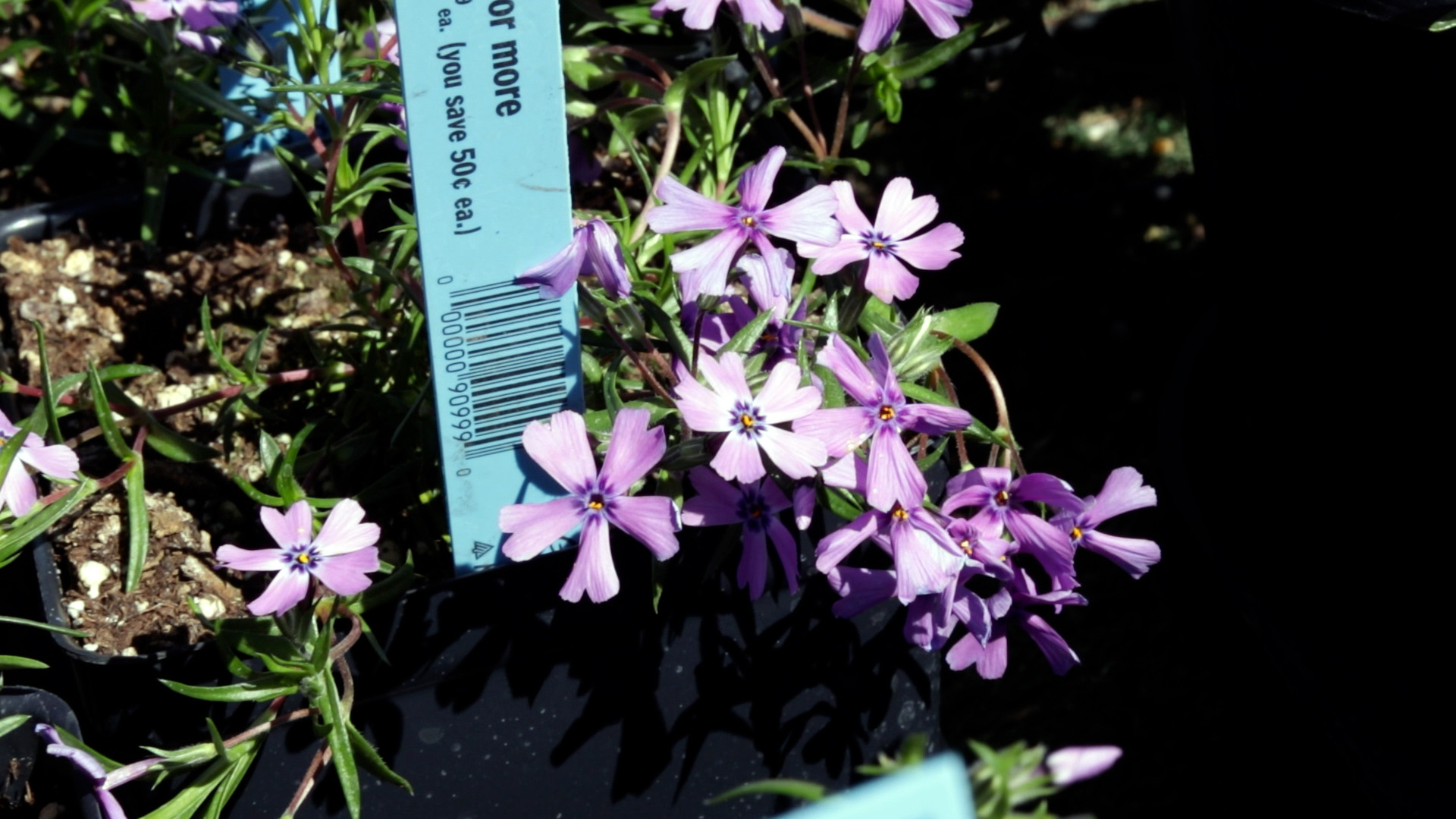 Creeping Phlox (Drummon_s Pink)