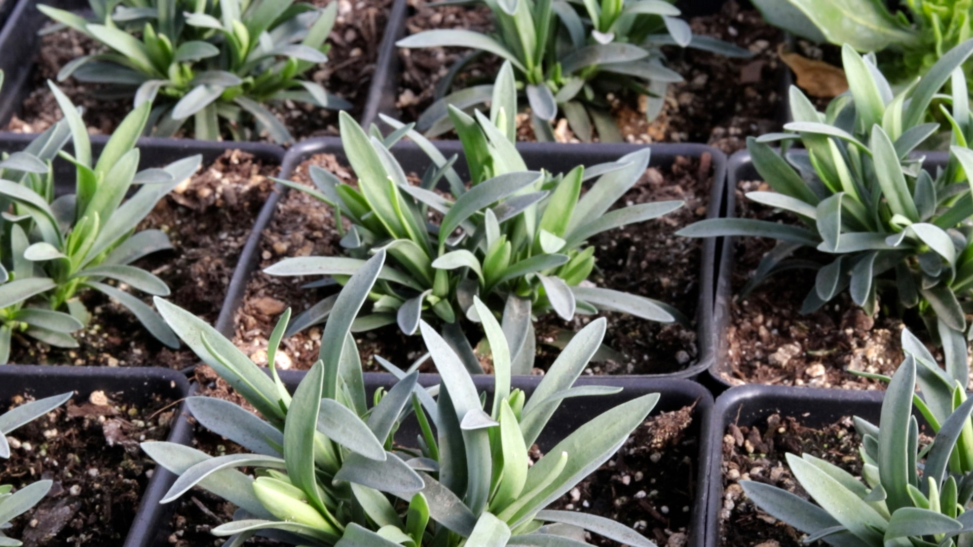 Dianthus (Cliff Red Spot)