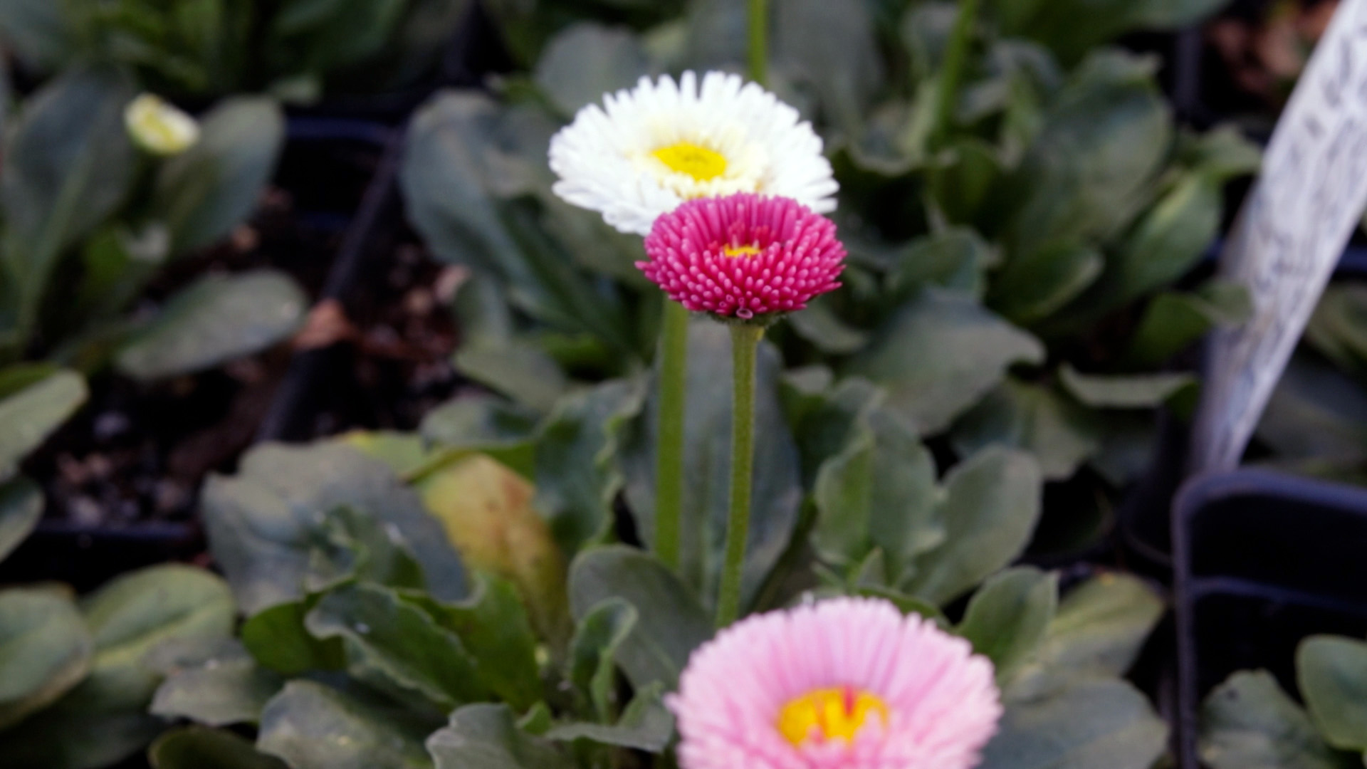 English Daisy (Tasso Mix)