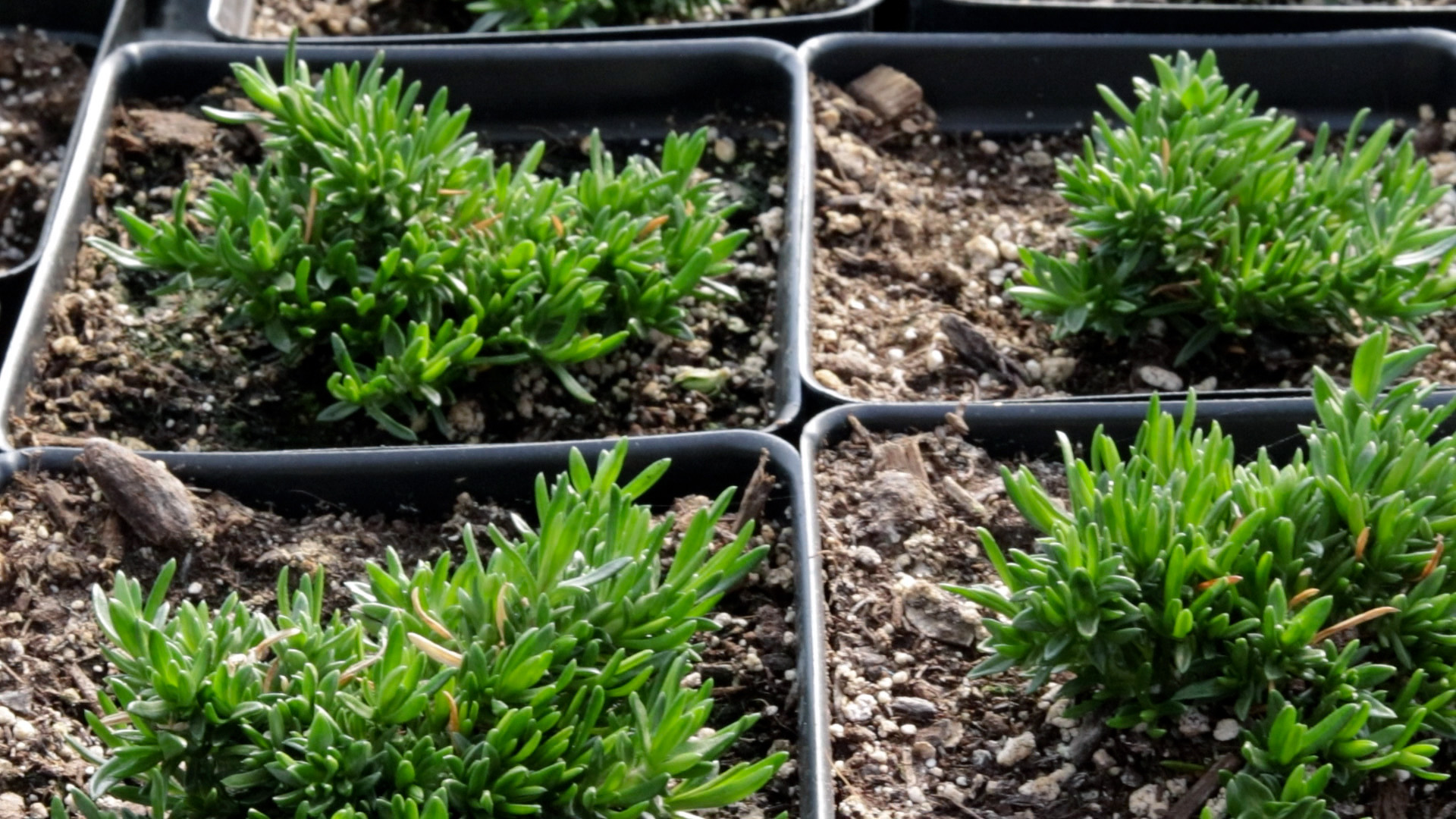 Garden Phlox (Emerald Pink)