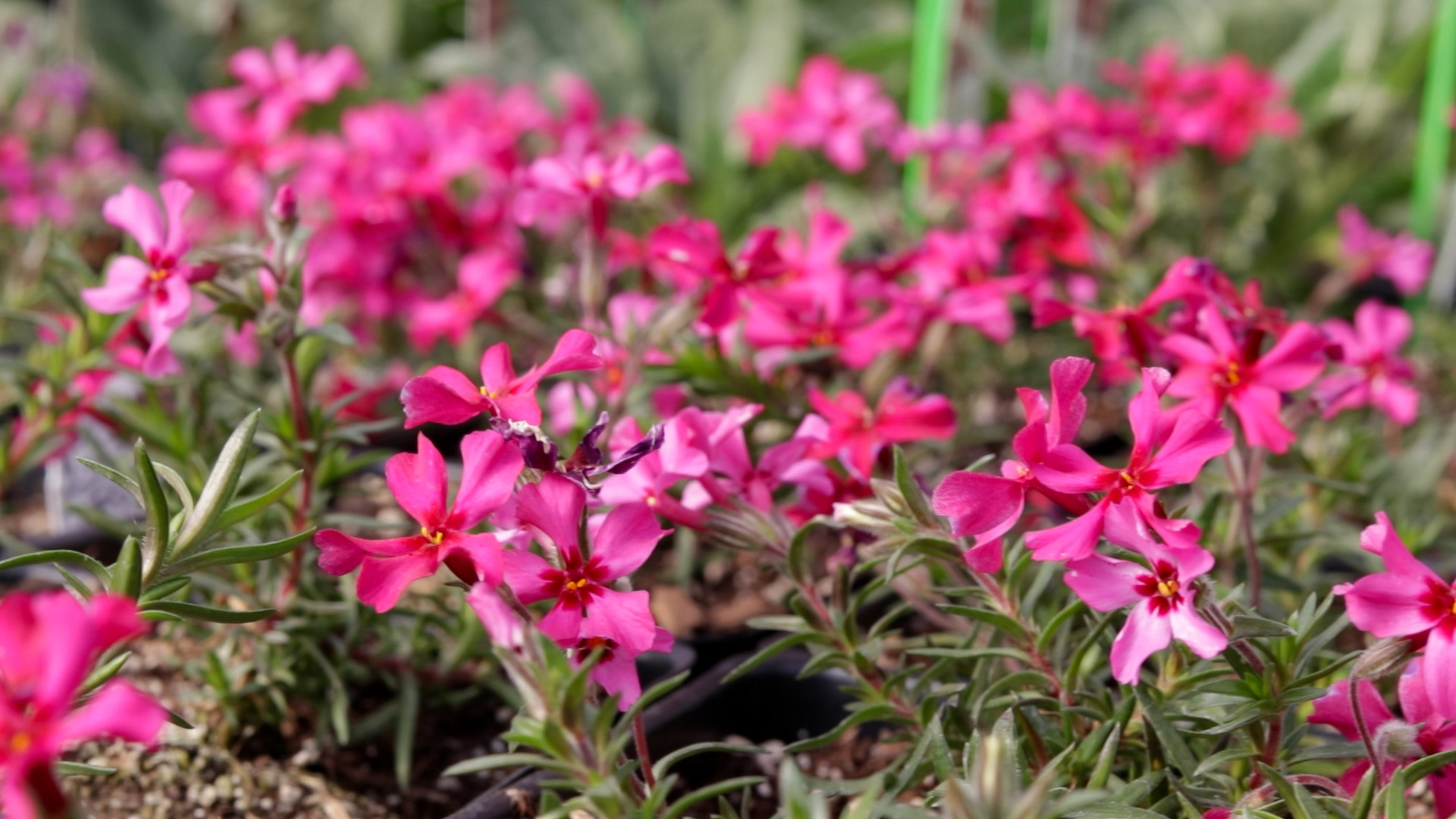 Garden Phlox (Pink)
