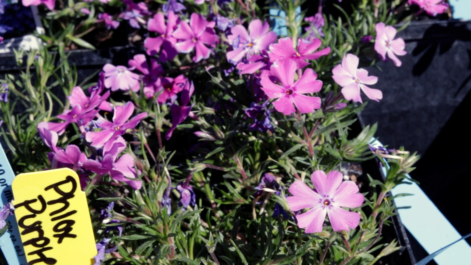 Garden Phlox (Purple)