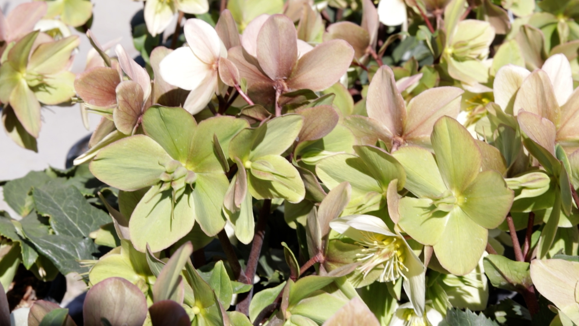 Hellebore (Champion)