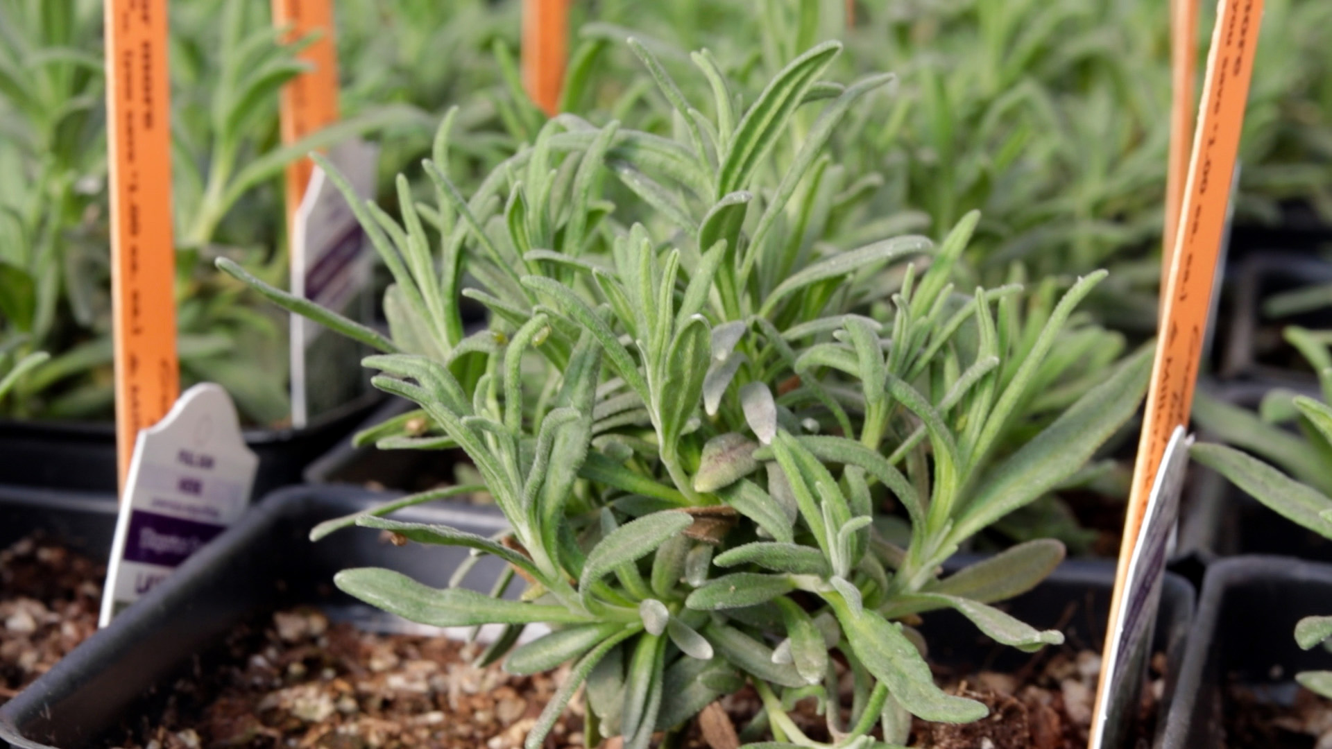 Lavender (Ellagance Snow)