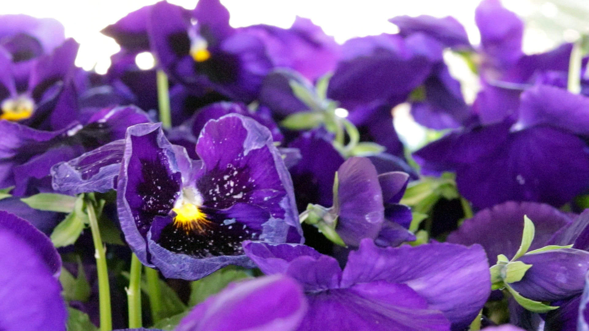 Pansy (Colossus Deep Blue)