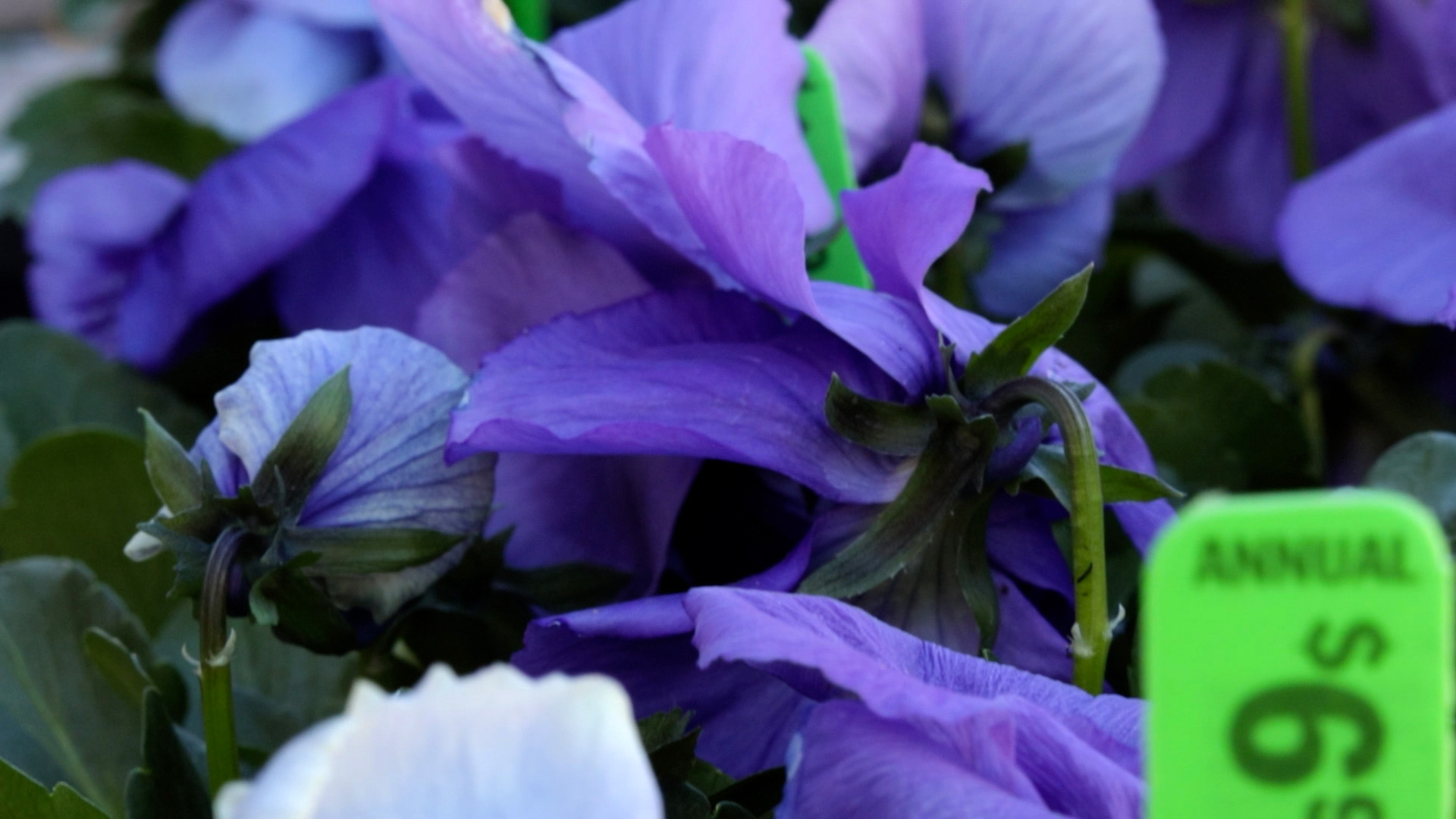 Pansy (Matrix Ocean Breeze Mixture)