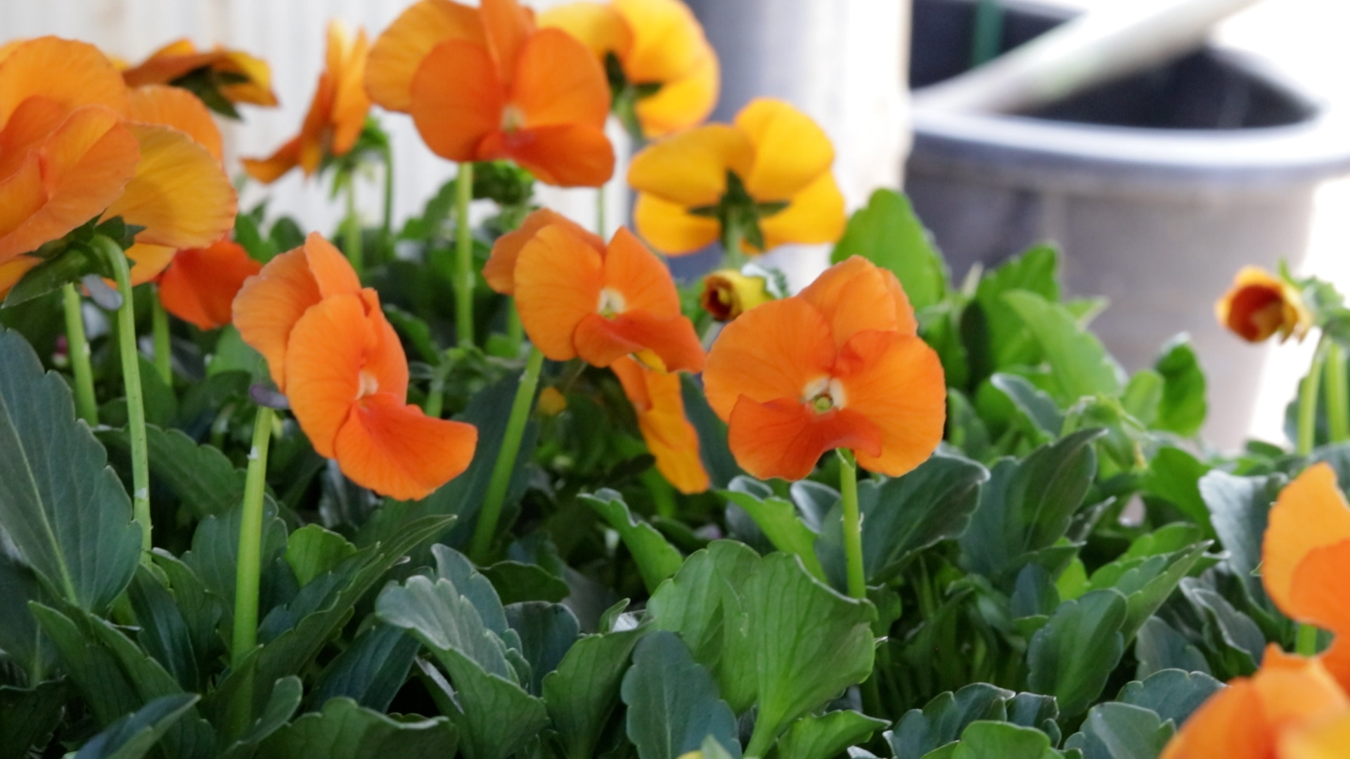 Pansy (Sorbet Orange Delight)