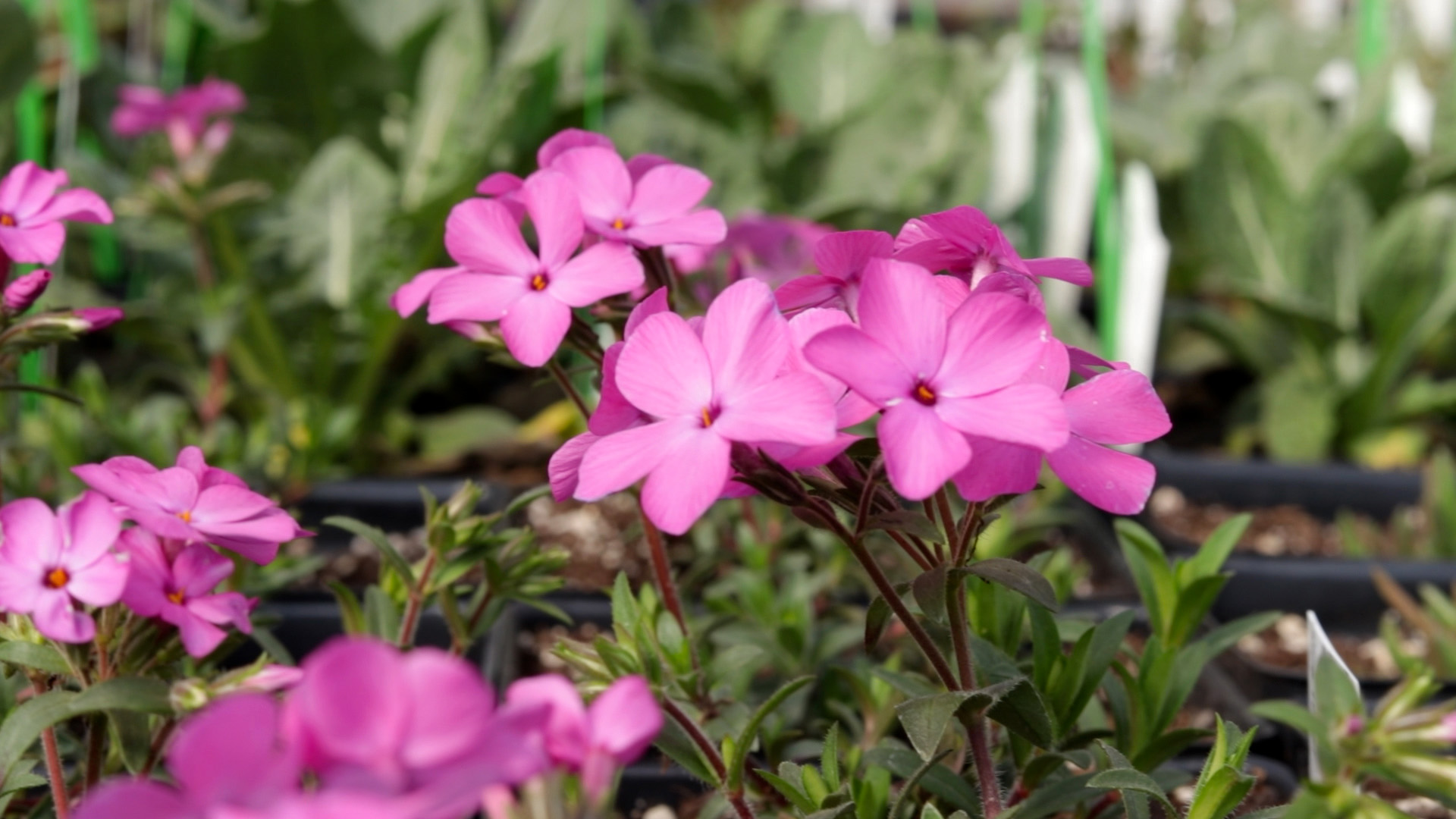 Woodland Phlox (Woodlands)