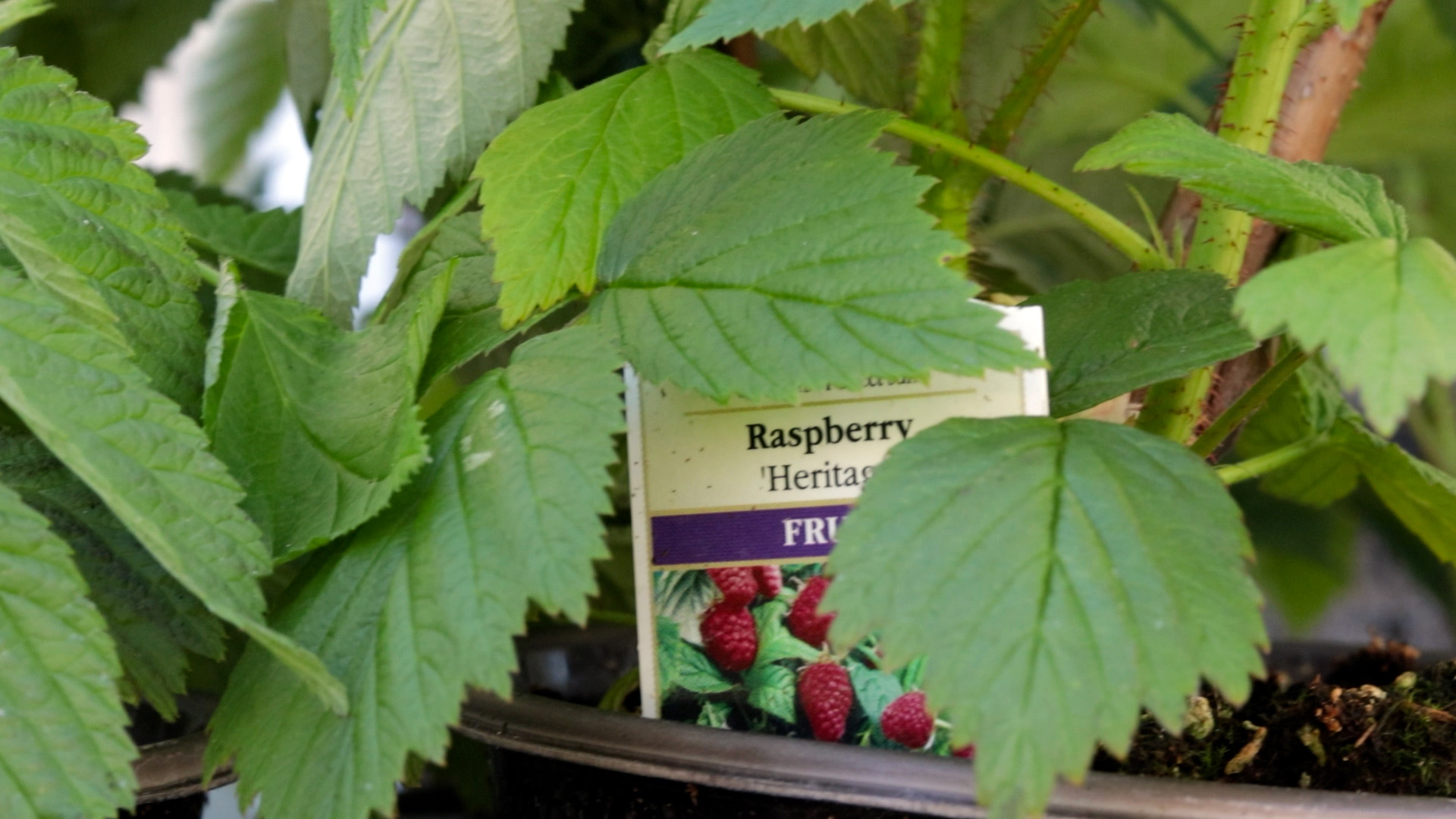 Raspberries (Heritage)