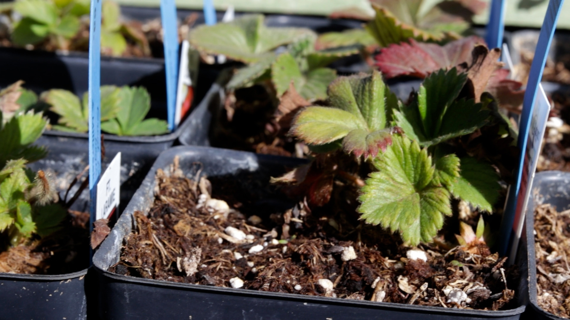 Strawberries (Everbearing)