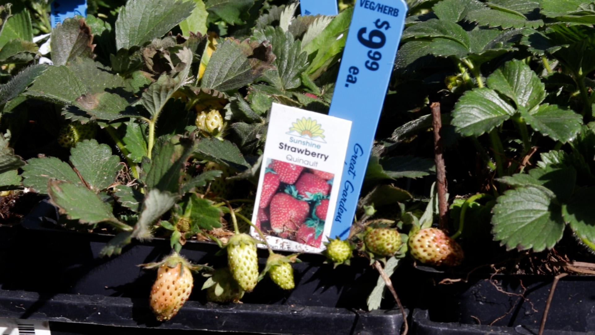 Strawberries (Quinault)