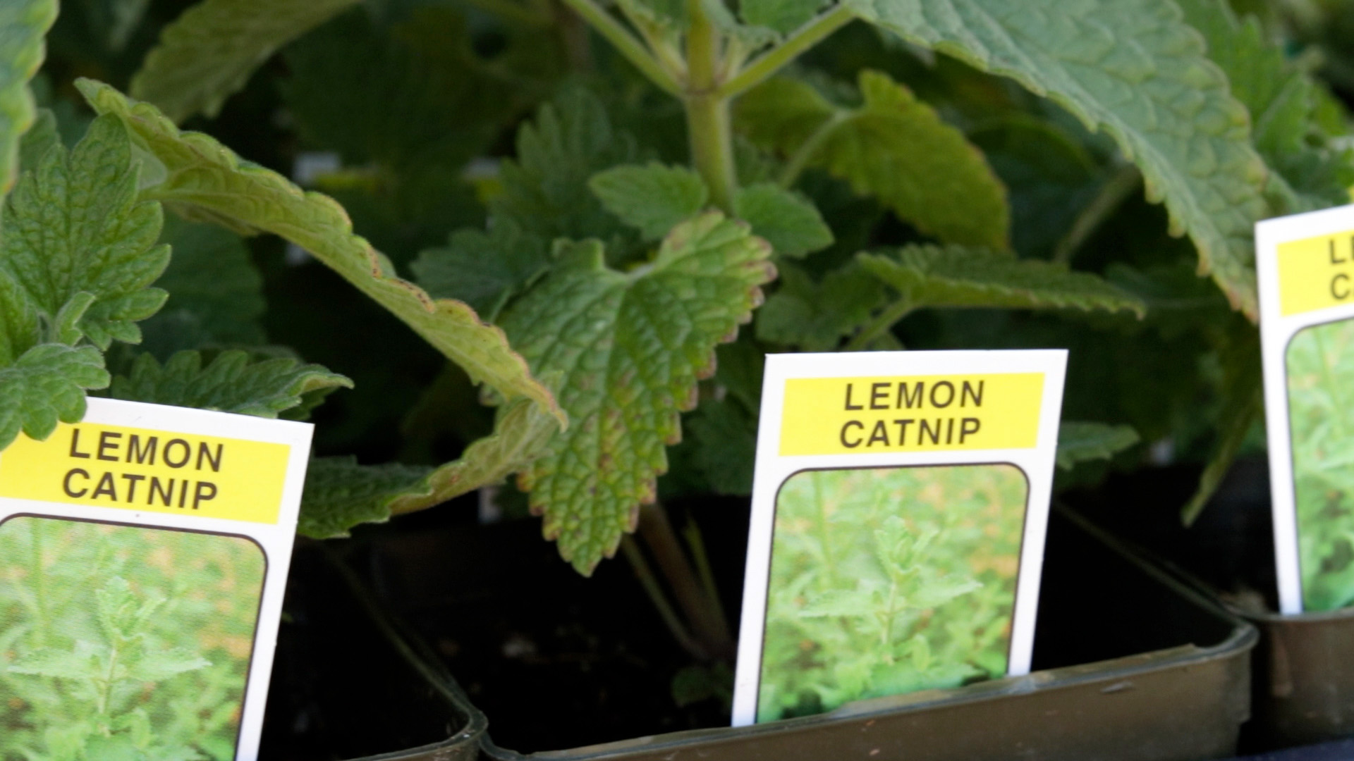 Catnip (Lemon)