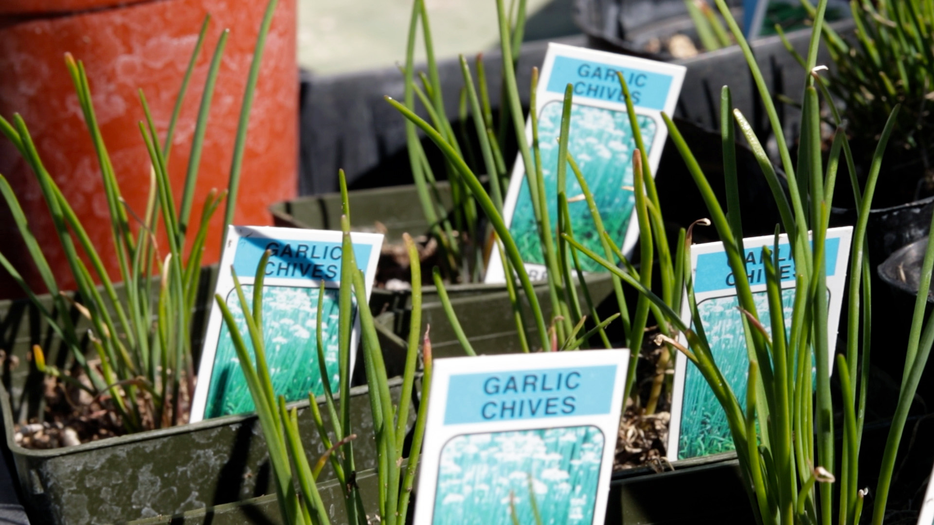 Chives (Garlic)