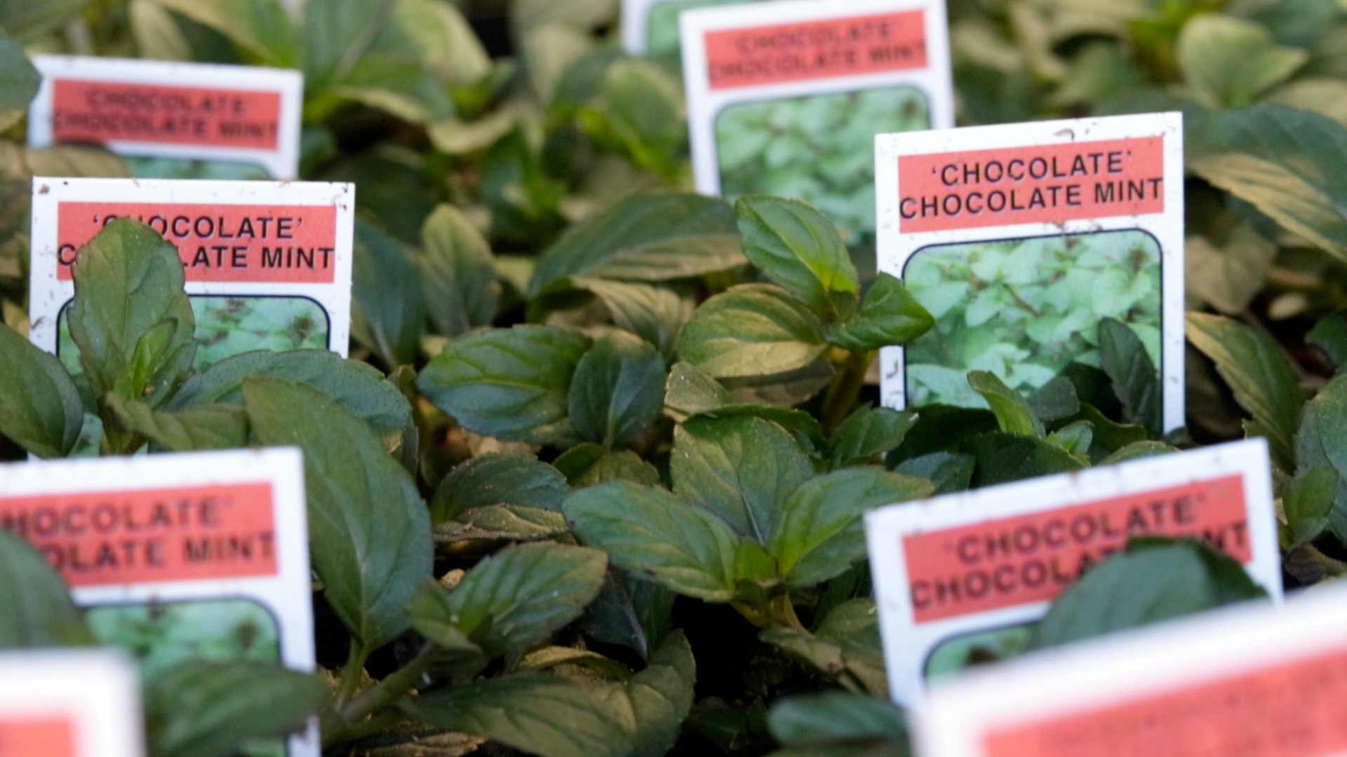 Mint (Chocolate Chocolate)
