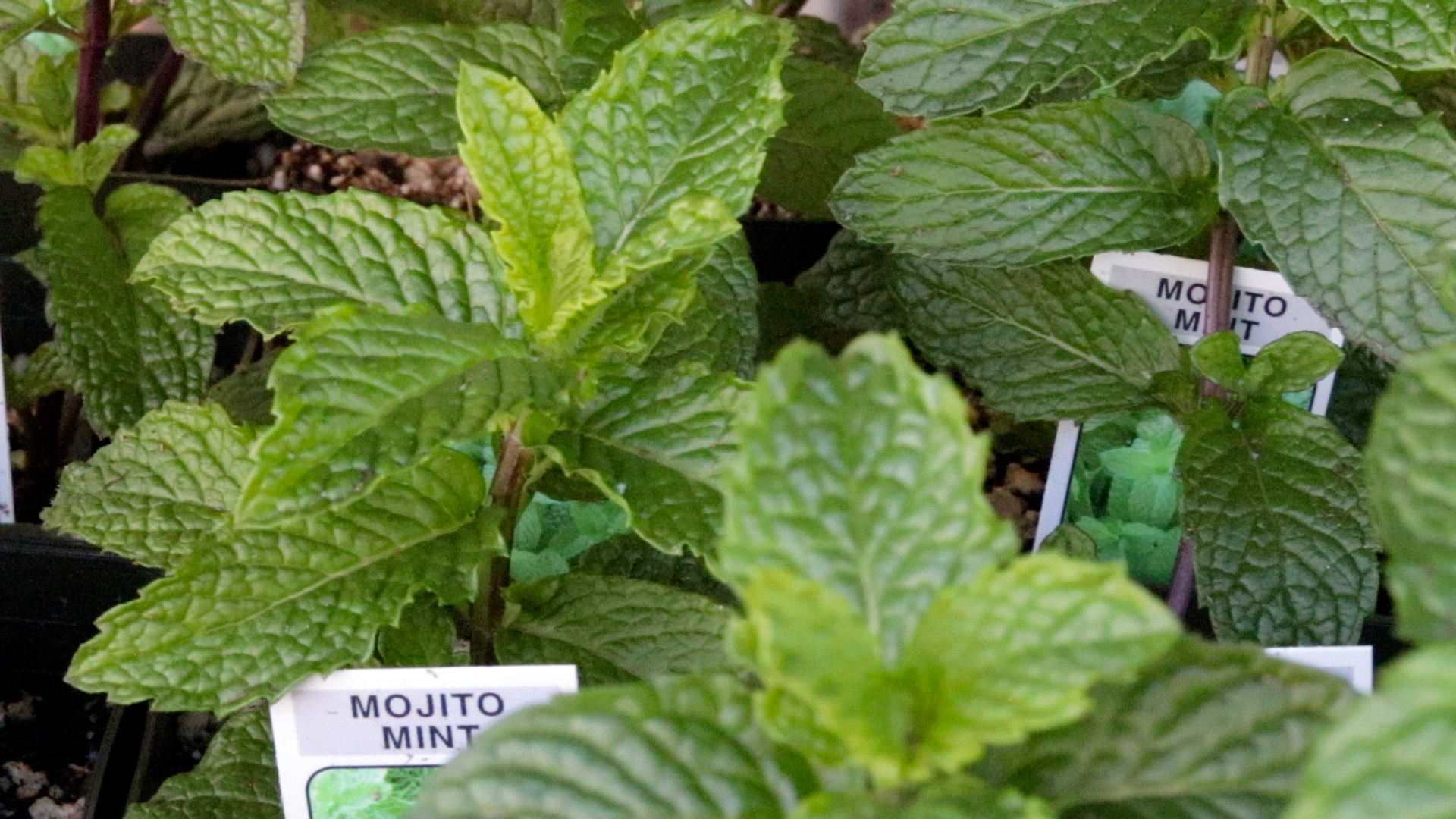 Mint (Mojito)