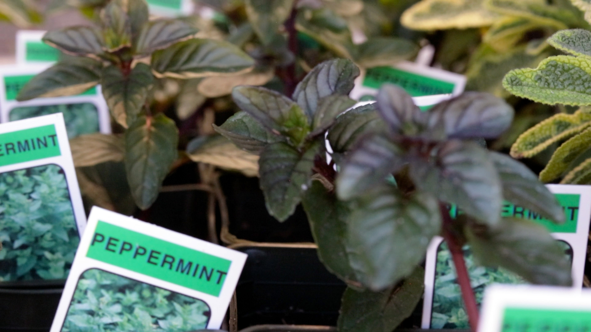 Mint (Peppermint)