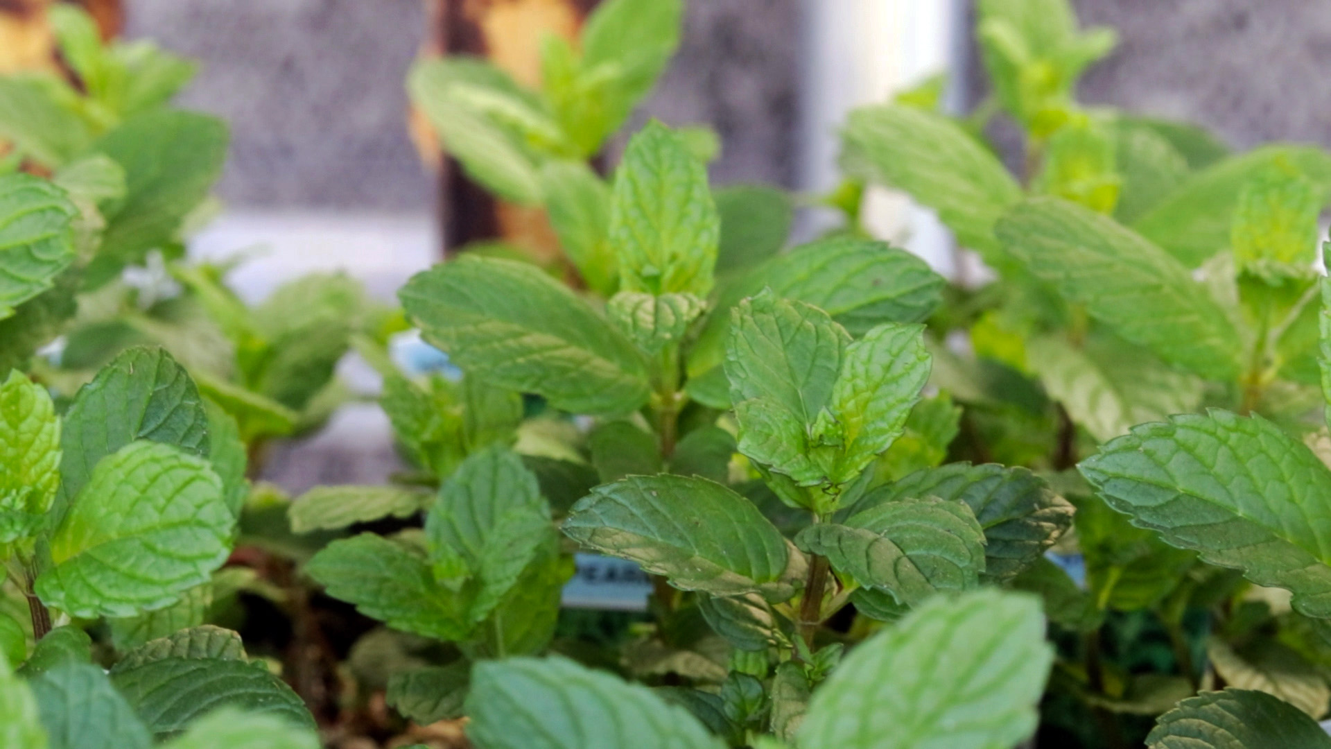 Mint (Spearmint)
