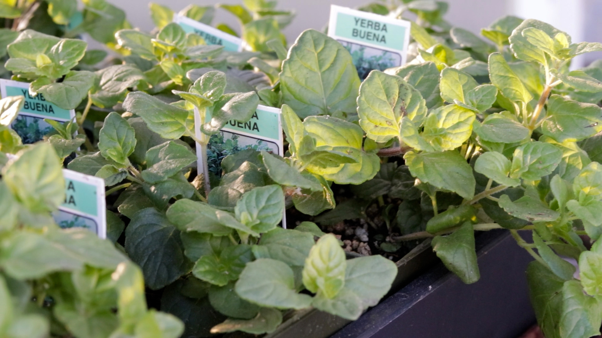 Mint (Yerba Buena)