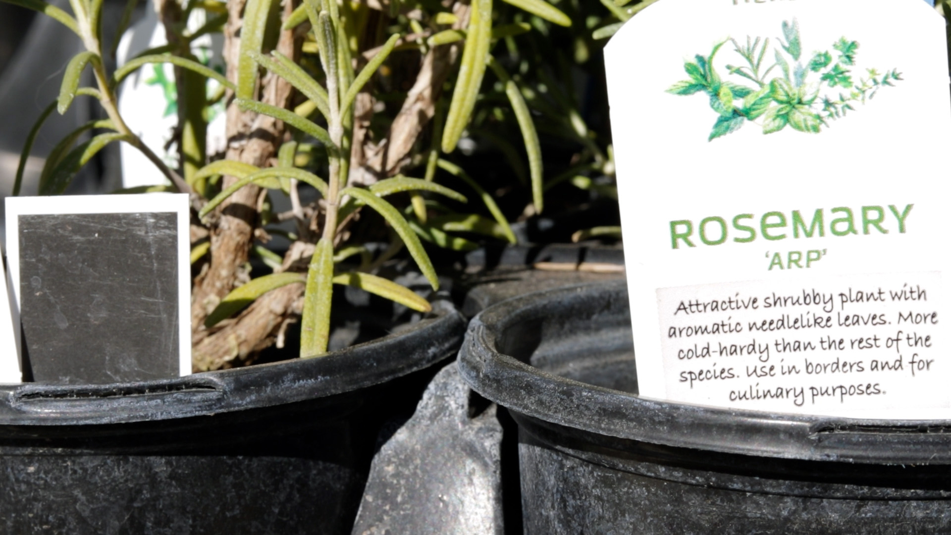 Rosemary (Common)