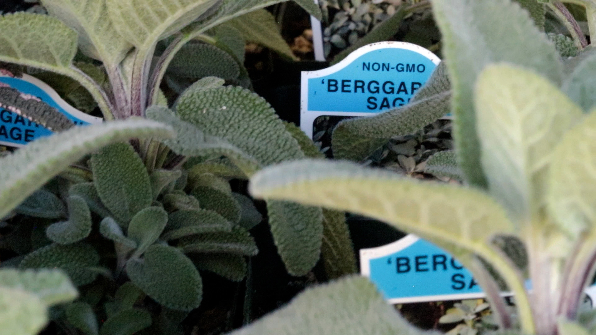 Sage (Berggarten)