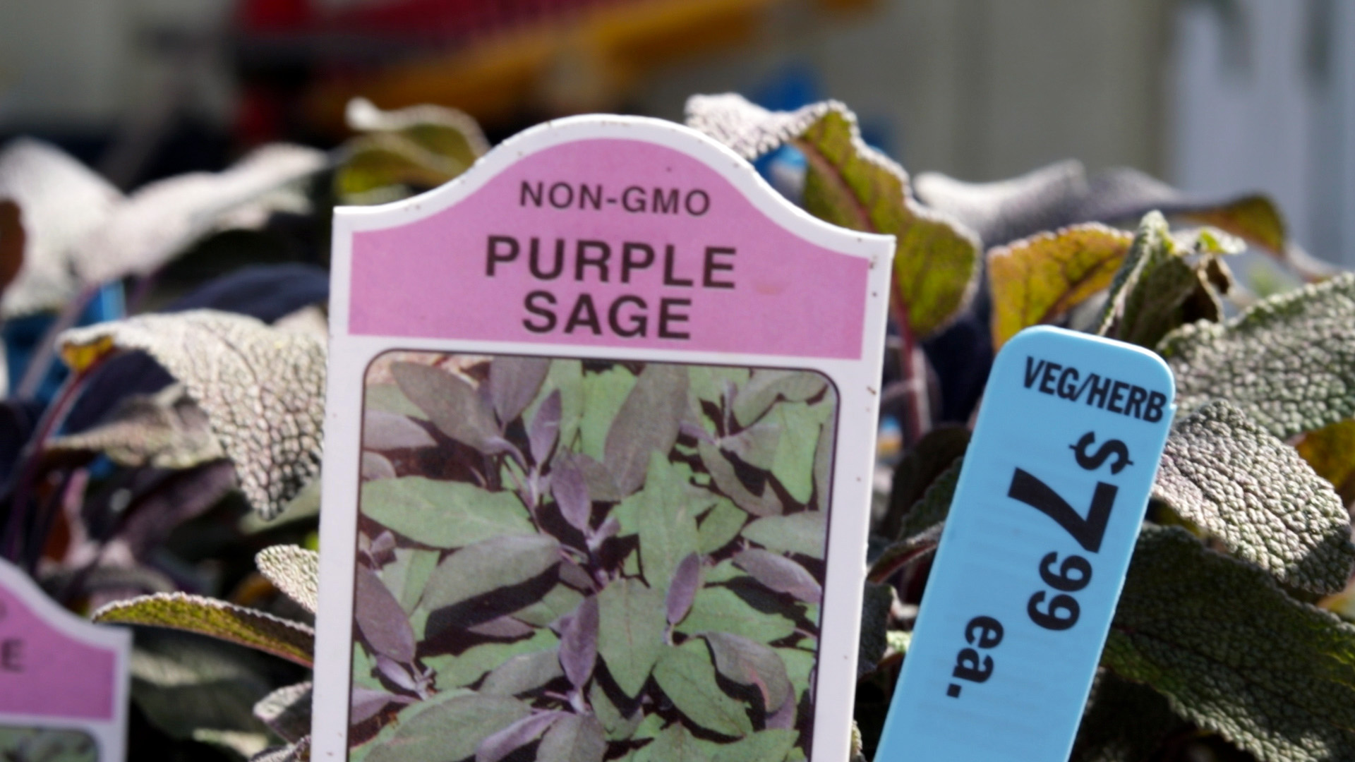 Sage (Purple)