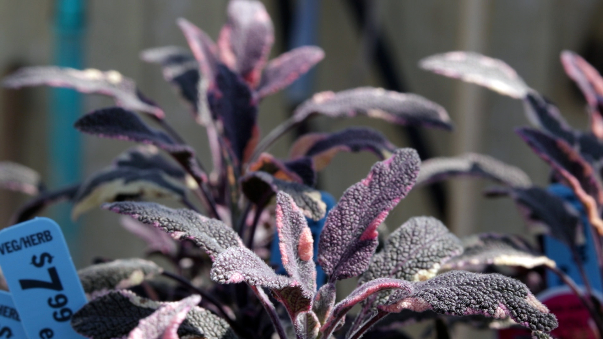 Sage (Tricolor)