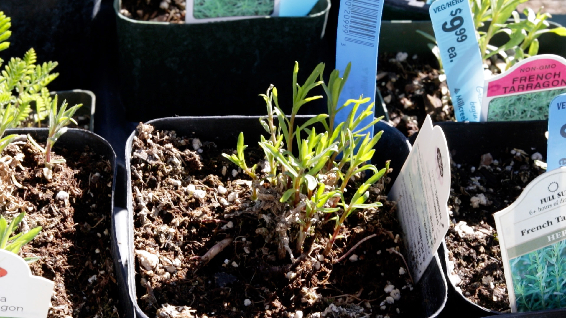Tarragon (French)