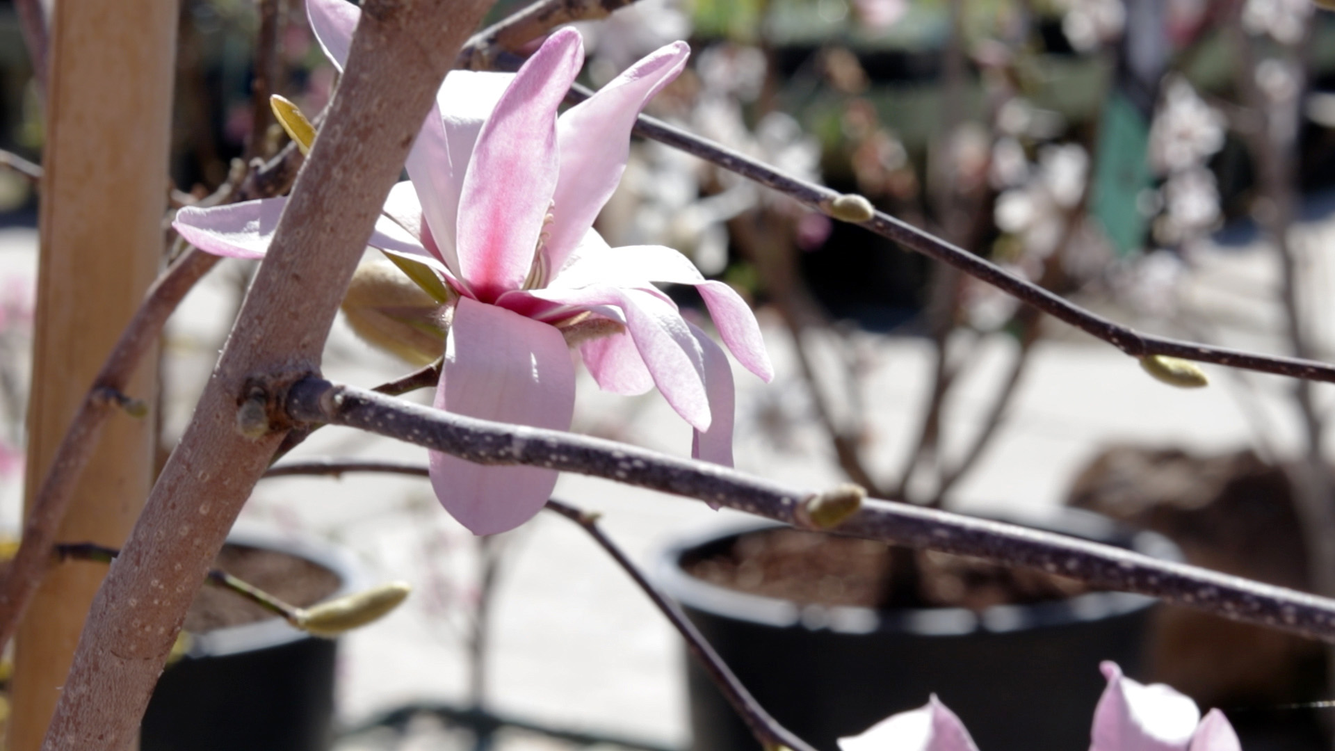 Magnolia (Leonard Messel)